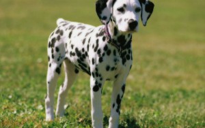dalmatinec--steniatko-187707.jpg